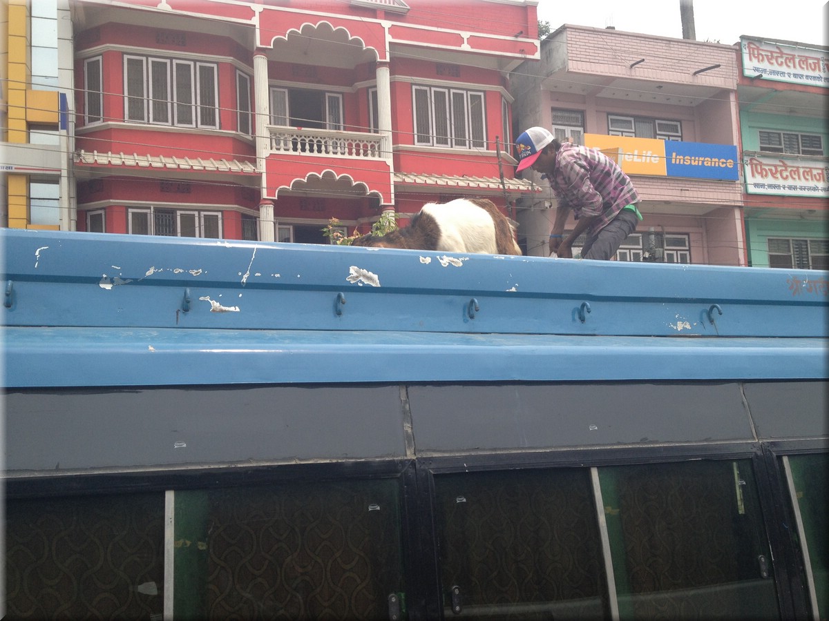 2013_04_20und21_Chitwan1003.JPG