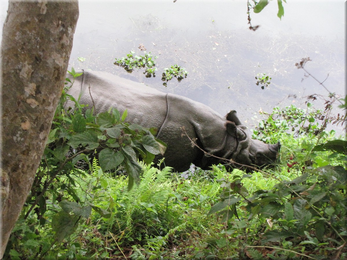 2013_04_21_Chitwan_NationalPark_ElephantRide0194.JPG