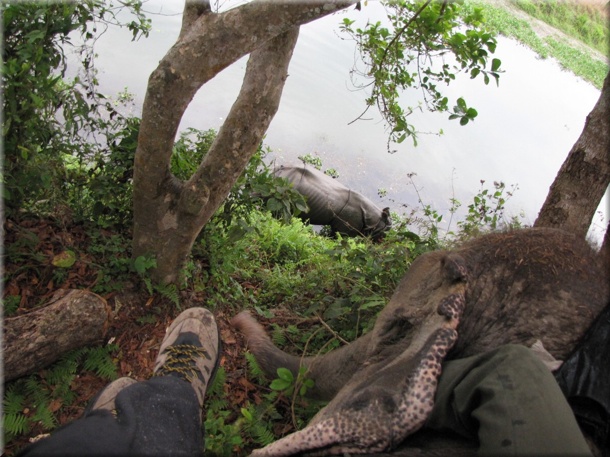 2013_04_21_Chitwan_NationalPark_ElephantRide0197.JPG