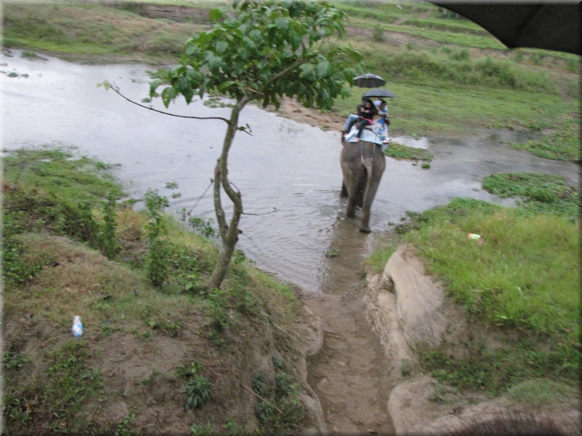 2013_04_21_Chitwan_NationalPark_ElephantRide0203.JPG