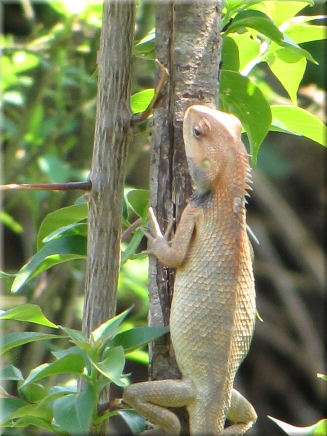 2013_04_27_Pokhara_World_Peace_Pagoda_Devis_Fall0427.JPG