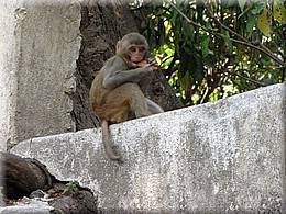 2013_04_19_Kathmandu0034.JPG