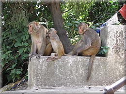 2013_04_19_Kathmandu0037.JPG