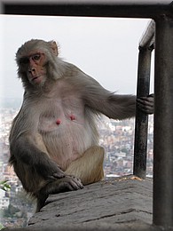 2013_04_19_Kathmandu0134.JPG