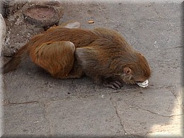 2013_04_19_Kathmandu_Swayambhunath_oder_monkey_temple1024_Eis_gemopst.JPG