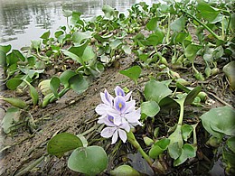 2013_04_20_Chitwan_NationalPark_JungleSafari0049.JPG