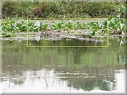 2013_04_20_Chitwan_NationalPark_JungleSafari0051.JPG