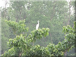 2013_04_20_Chitwan_NationalPark_JungleSafari0053.JPG