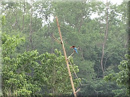 2013_04_20_Chitwan_NationalPark_JungleSafari0055.JPG