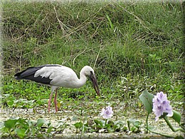 2013_04_20_Chitwan_NationalPark_JungleSafari0058.JPG