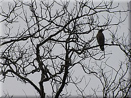 2013_04_20_Chitwan_NationalPark_JungleSafari0064.JPG