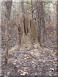 2013_04_20_Chitwan_NationalPark_JungleSafari0071.JPG