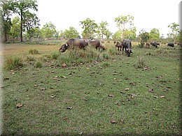 2013_04_20_Chitwan_NationalPark_JungleSafari0076.JPG