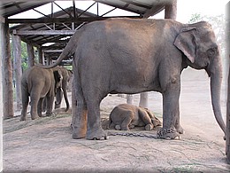 2013_04_20_Chitwan_NationalPark_JungleSafari0080_hinten_2jaehrige_Twins.JPG