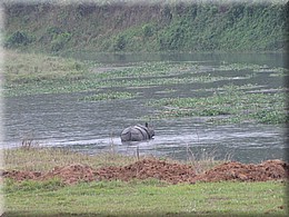 2013_04_21_Chitwan_NationalPark_ElephantRide0186.JPG