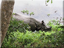 2013_04_21_Chitwan_NationalPark_ElephantRide0194.JPG