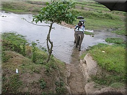 2013_04_21_Chitwan_NationalPark_ElephantRide0203.JPG