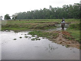 2013_04_21_Chitwan_NationalPark_ElephantRide0205.JPG