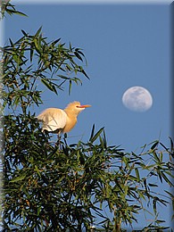 2013_04_22_Pokhara0240.JPG