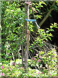 2013_04_27_Pokhara_World_Peace_Pagoda_Devis_Fall0426.JPG