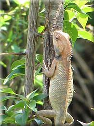 2013_04_27_Pokhara_World_Peace_Pagoda_Devis_Fall0427.JPG