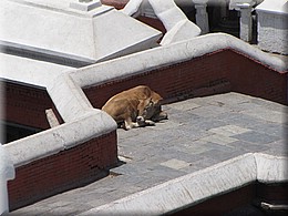 2013_04_30_Kathmandu_Pashupatinath0717.JPG