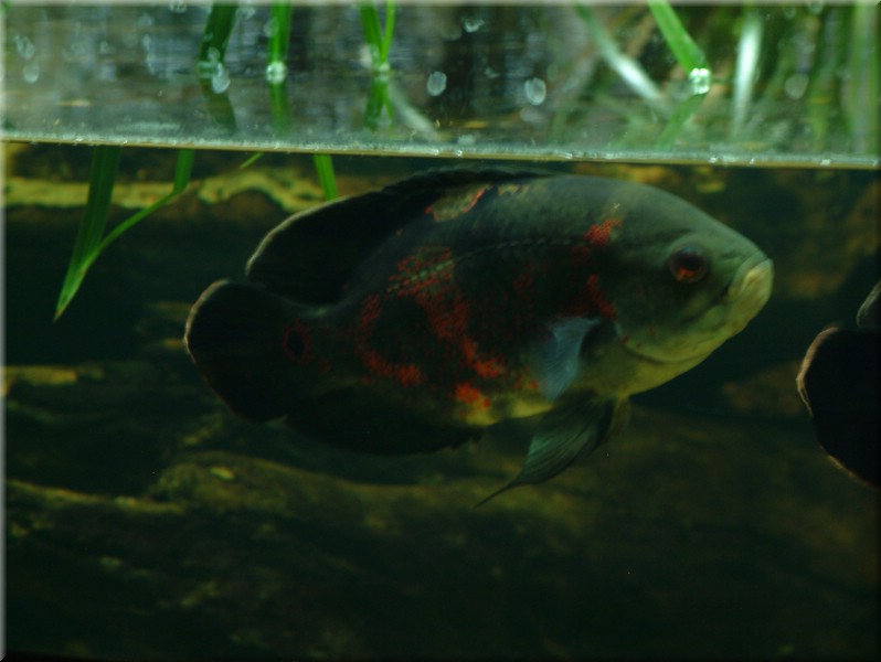 DSCF1046.JPG
