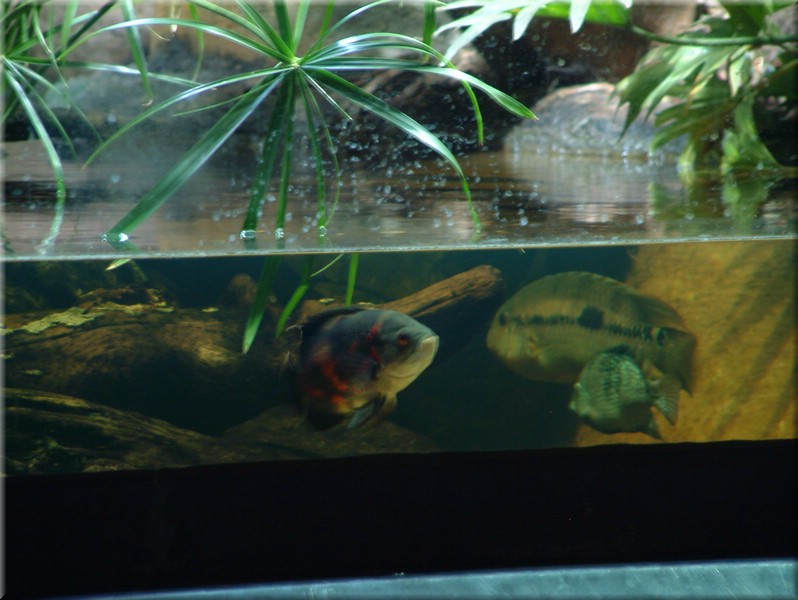 DSCF1062.JPG
