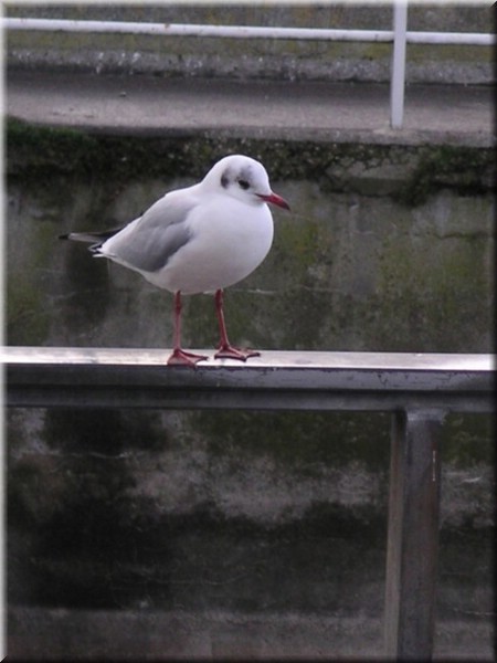 39Friedrichshafen.JPG
