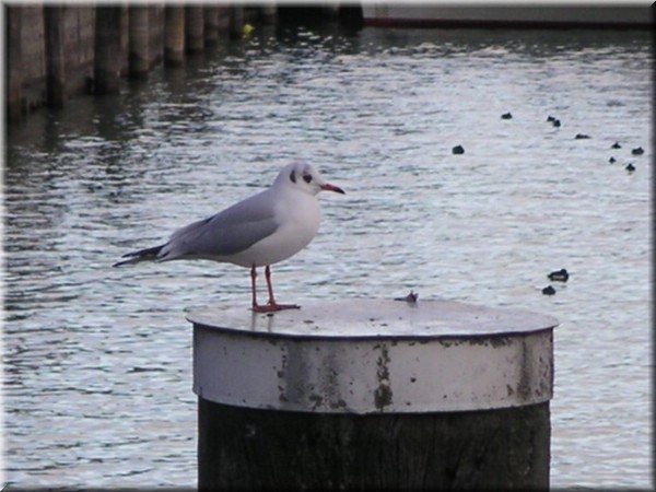 46Friedrichshafen.JPG