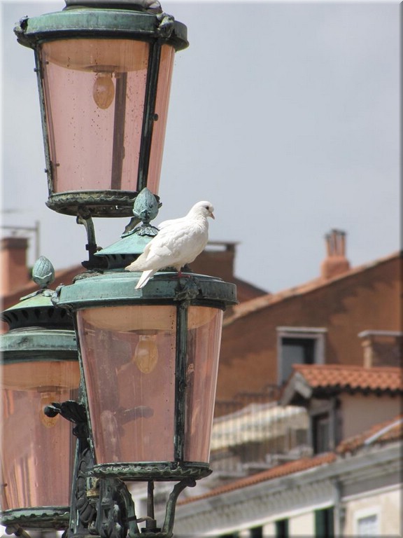 IMG_2353_peace.JPG