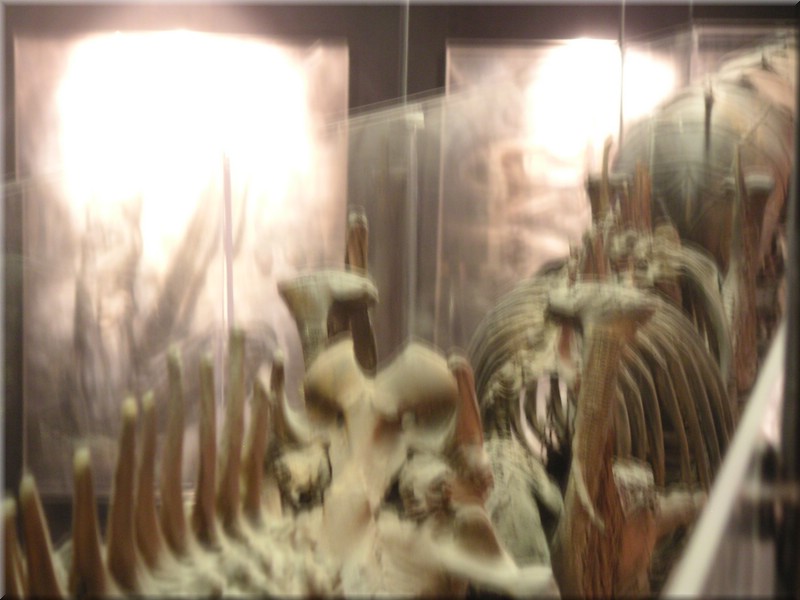 Museum 116GigerSchweizGreyerz.jpg