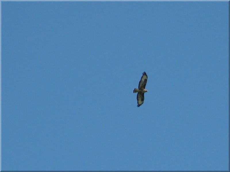 IMG_2287.JPG