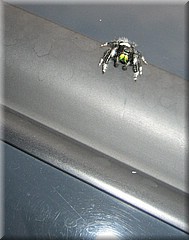 29062005_img_2416_frank.JPG
