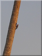 29062005_img_2429_frank.JPG