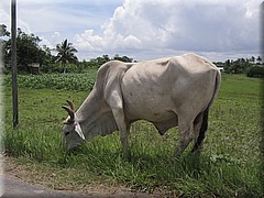 29062005_img_3027_dennis.JPG