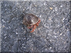 29062005_img_3029_dennis.JPG