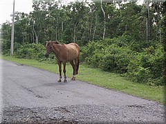 29062005_img_3030_dennis.JPG