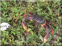 29062005_img_3031_dennis.JPG