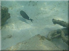 30062005_img_2470_frank.JPG