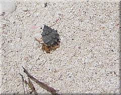 30062005_img_2555_frank.JPG