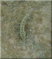 30062005_img_2565_frank.JPG