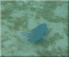 30062005_img_2569_frank.JPG