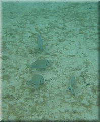 30062005_img_2570_frank.JPG