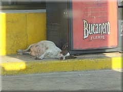 30062005_img_2654_frank.JPG