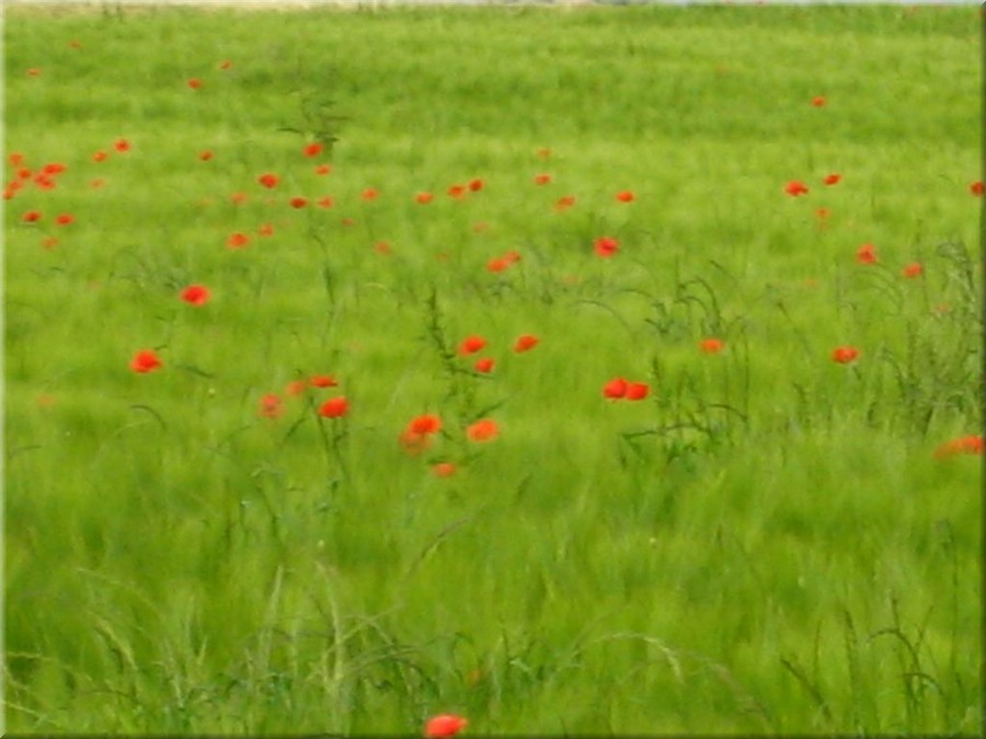 img_0925_parma.JPG