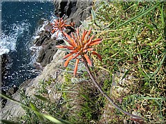 img_0382_riomaggiore_cinqueterre.JPG