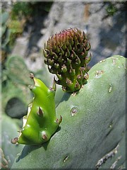 img_0383_riomaggiore_cinqueterre.JPG