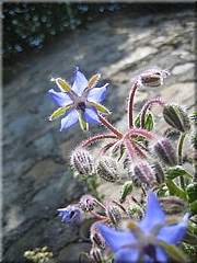 img_0386_riomaggiore_cinqueterre.jpg