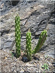 img_0407_riomaggiore_cinqueterre.JPG